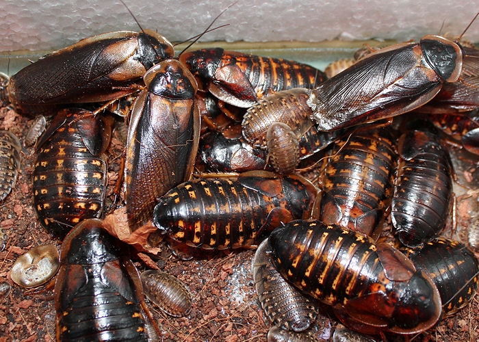 How to Take Care of the Store-brought Dubia Roaches for Your Reptile